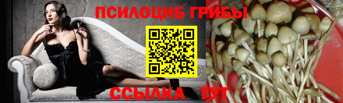 Ефремов  Псилоцибиновые грибы Cubensis  Вход с VPN 